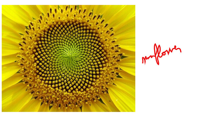 sunflower_onlyoffice